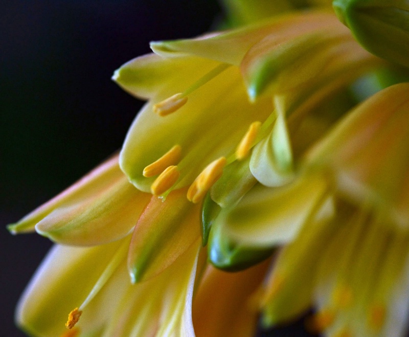 Full Bloom - ID: 14280135 © Sheila Faryna