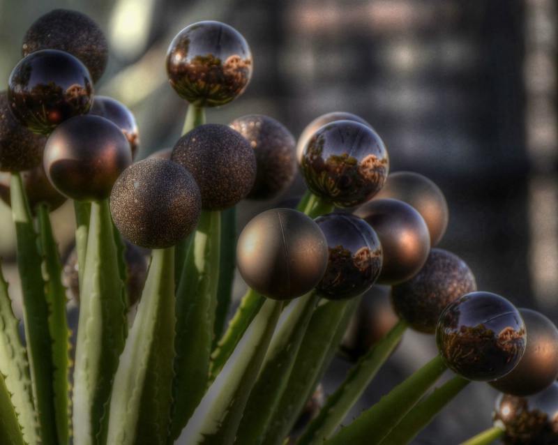 Christmas Cactus - ID: 14280139 © Sheila Faryna