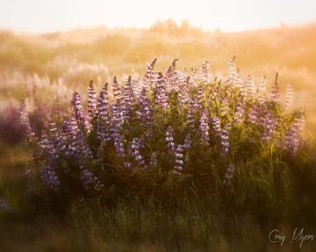 Lupine at Sunset