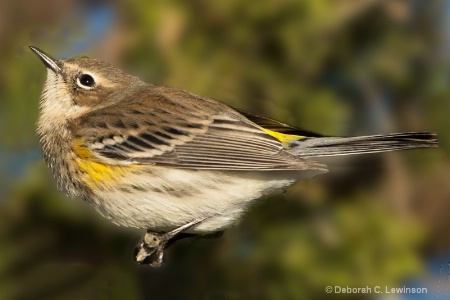 Yellow-Rumped Warbler - close-up
