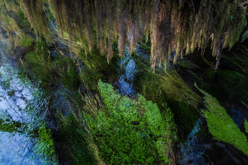 Hoh  rainforest 2