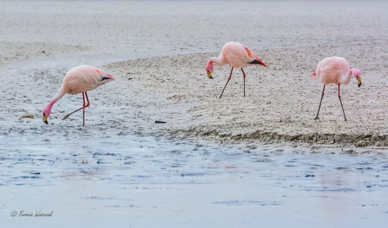 three of the thousands of flamingos