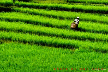 Stair and Farmer