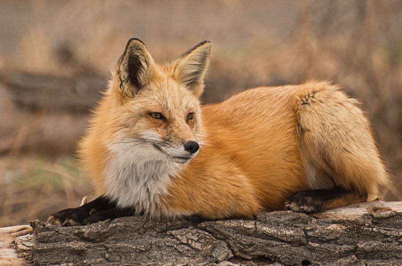 Red fox on log