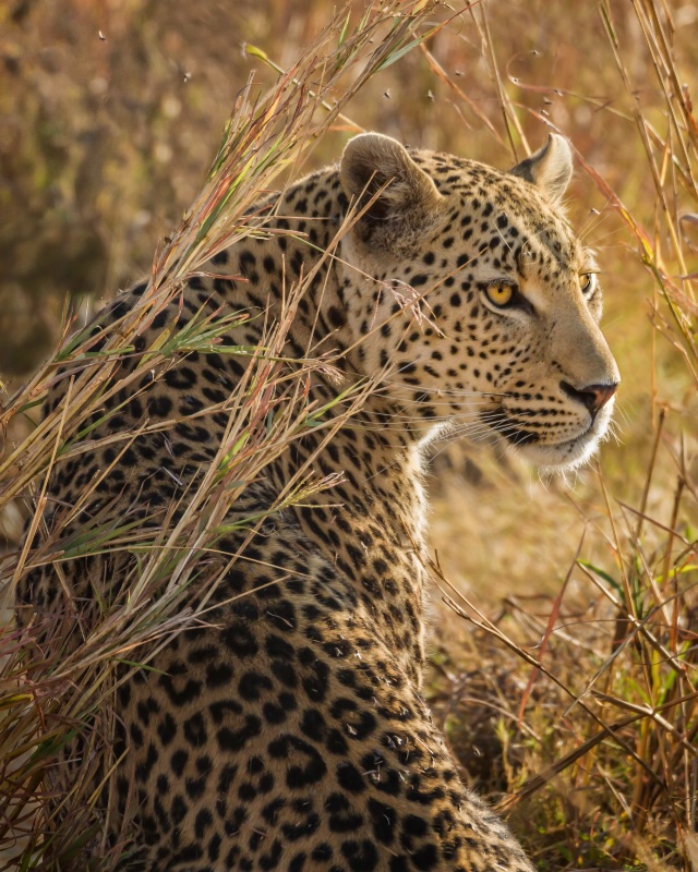 Leopard In Waiting