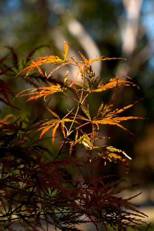 Japanese Maple