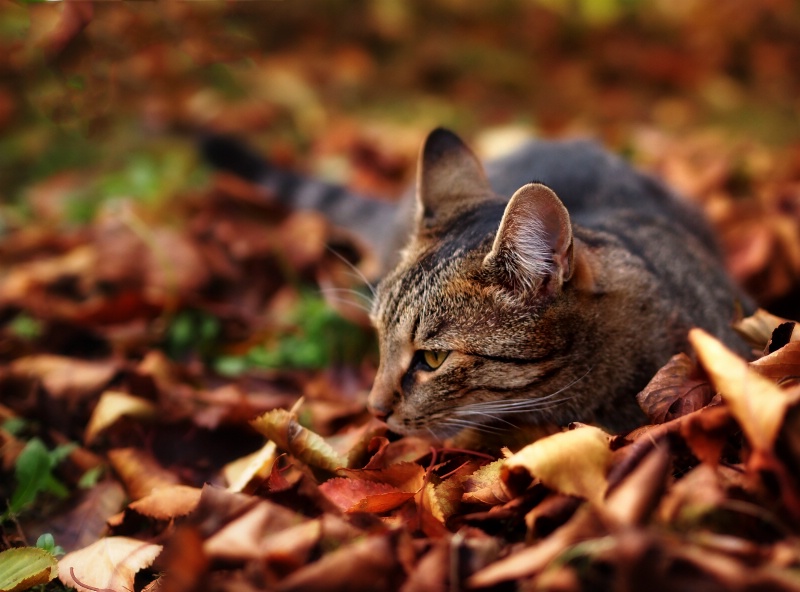 Bed of leaves