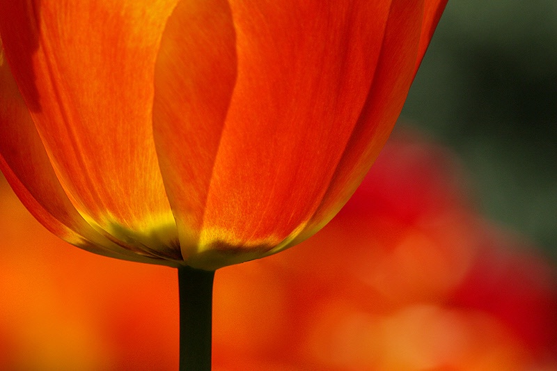 Shining tulip