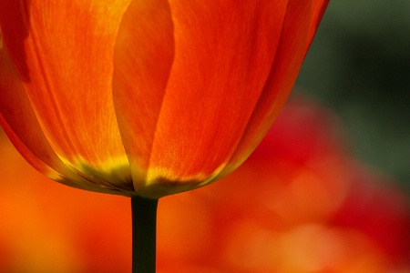 Shining tulip