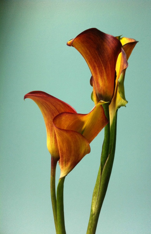 Calla Lilies - original color
