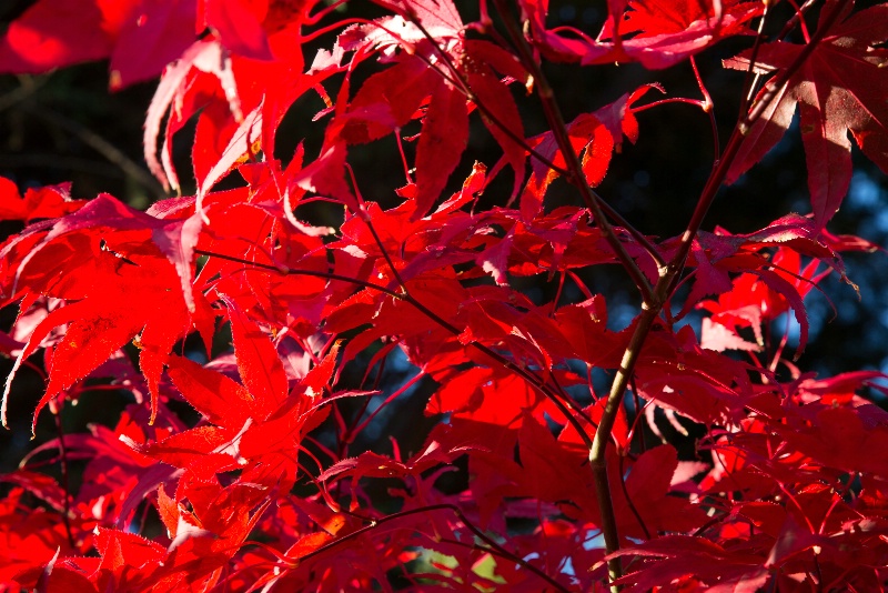 Red Leaves - 294
