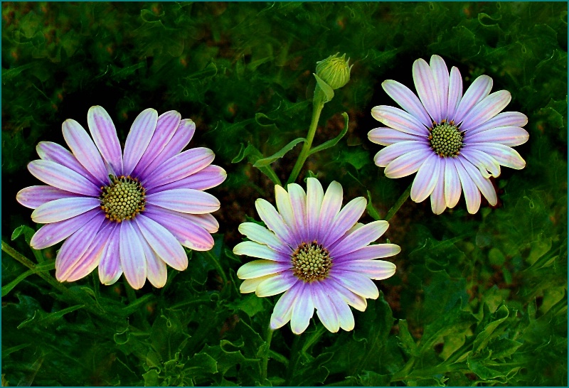 Trio of Daisies 