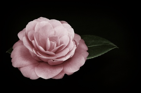 Camellia