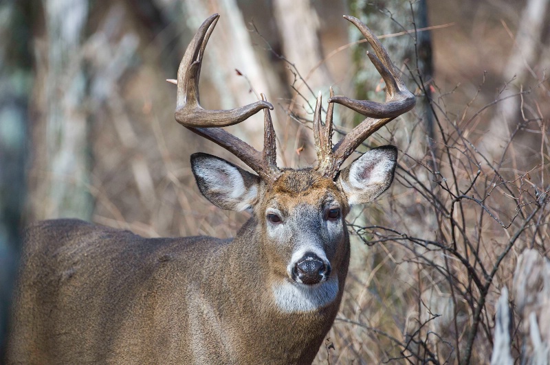 Potrait of 12 Point