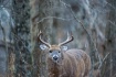 Knarly Old Buck
