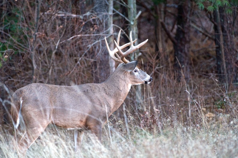 Nice 8 Point