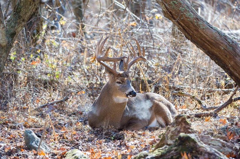 Cold Morning Buck