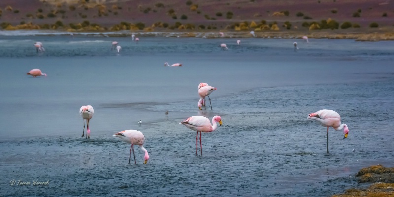 Altiplano flamingos