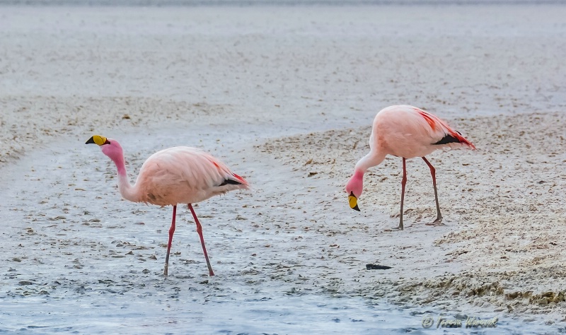 wild pink flamingos