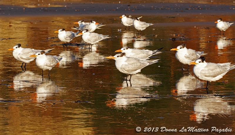 Terns in November