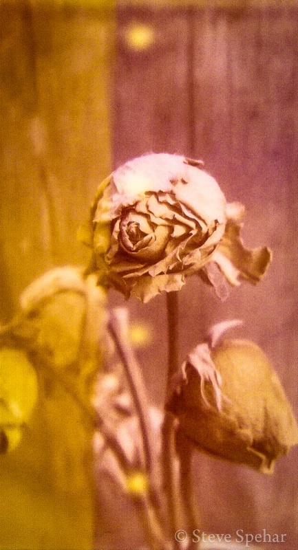 16 Views of Dead Yellow Roses (detail)