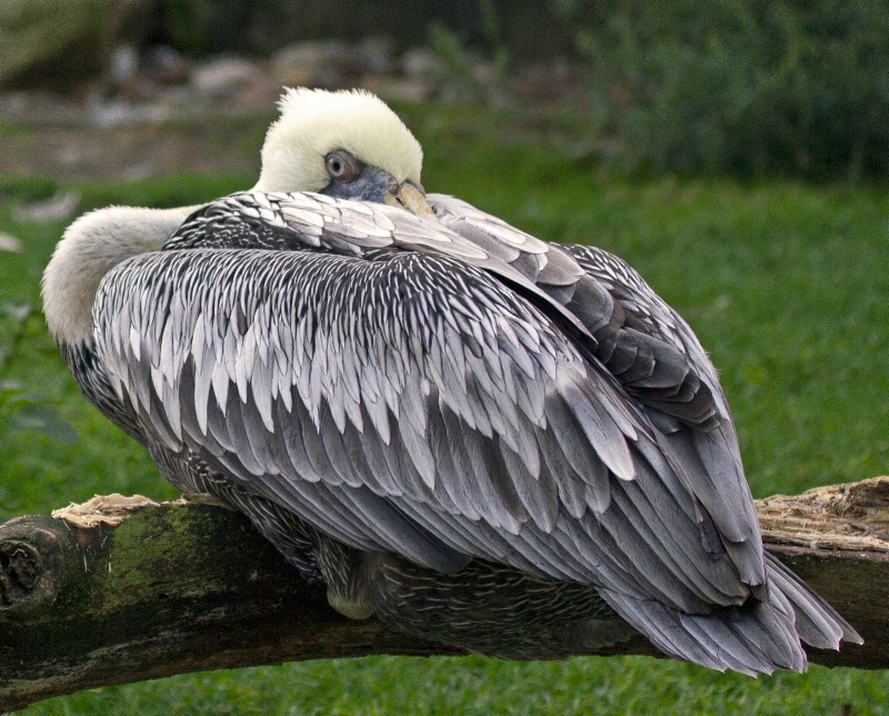 pelican - ID: 14287962 © Birthe Gawinski