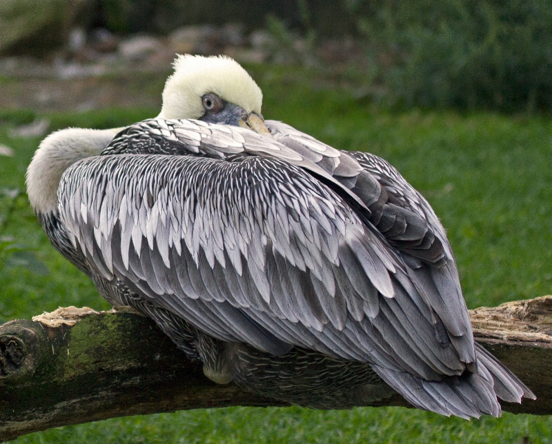 pelican