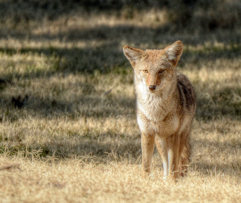 Wiley Coyote - ID: 14288458 © Sheila Faryna