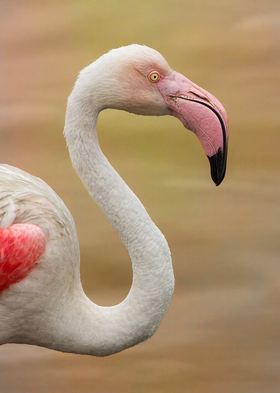 Pink Flamingo On Golden Pond