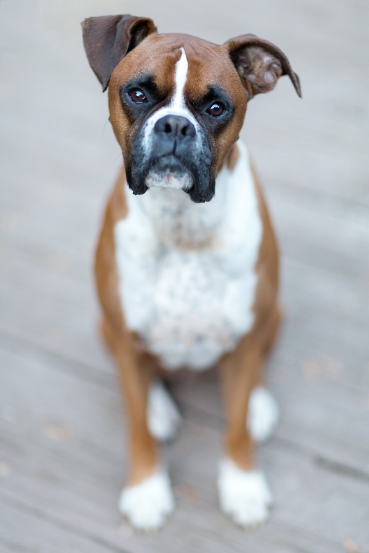 Pup Portrait