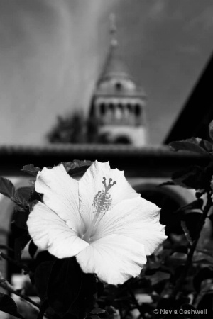 Hibiscus in St. Augustine