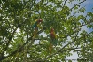 Hybrid Macaws