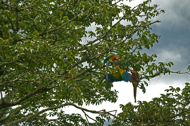 hybrid macaws 1