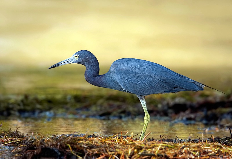 Little Blue Heron