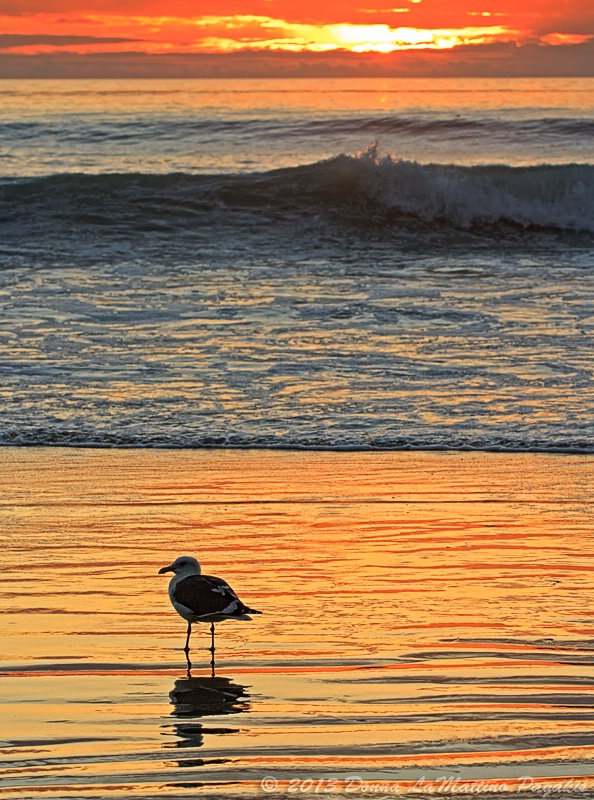 Solitary Seagull at Sunset