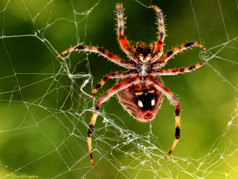 Garden Spider