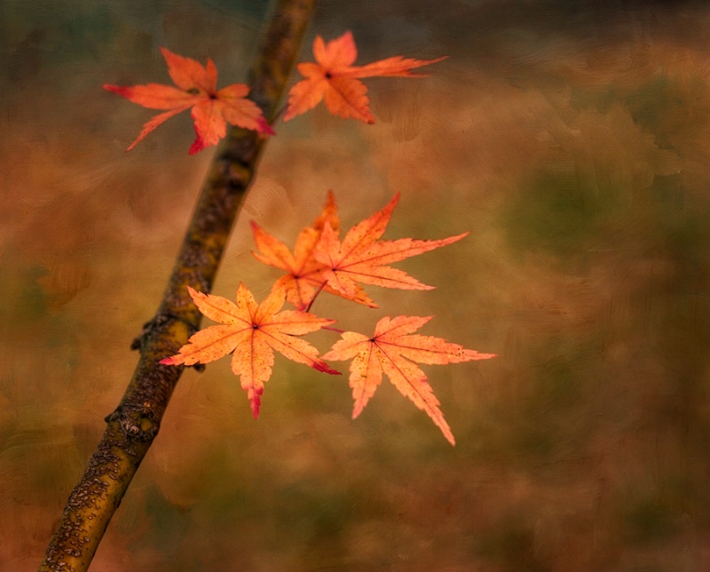 Dressed for Autumn