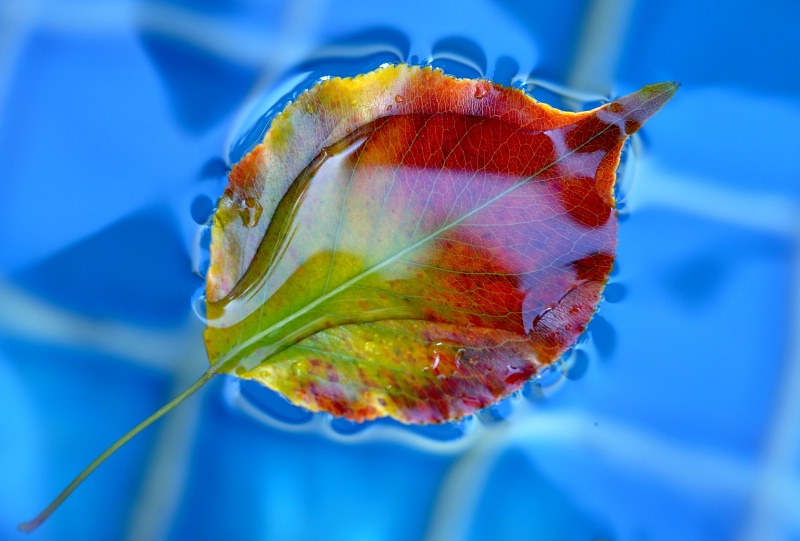 Flowering Pear Leaf