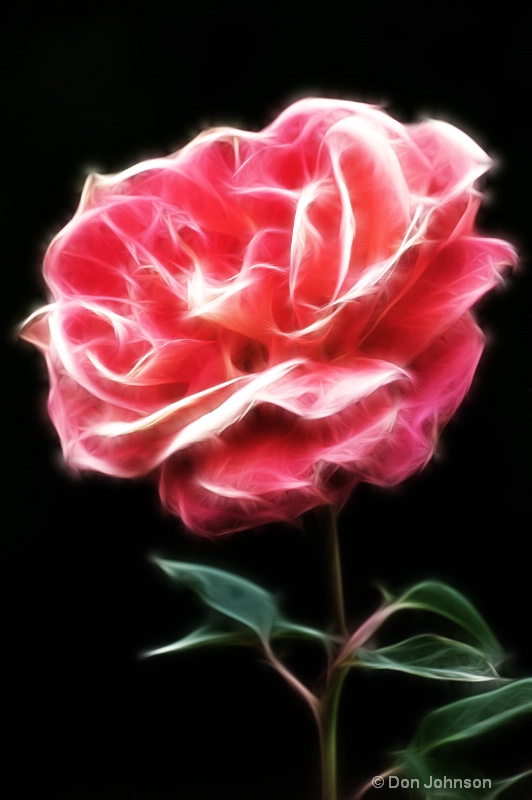 Single Rose-Fractalius - ID: 14294283 © Don Johnson