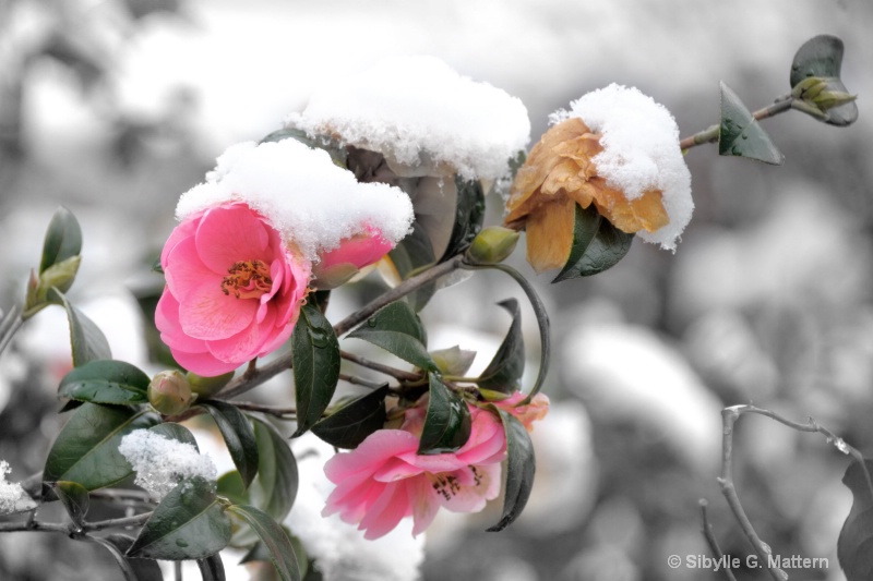 camellia in snow - ID: 14294428 © Sibylle G. Mattern