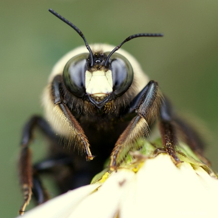 Big Bumble Bee