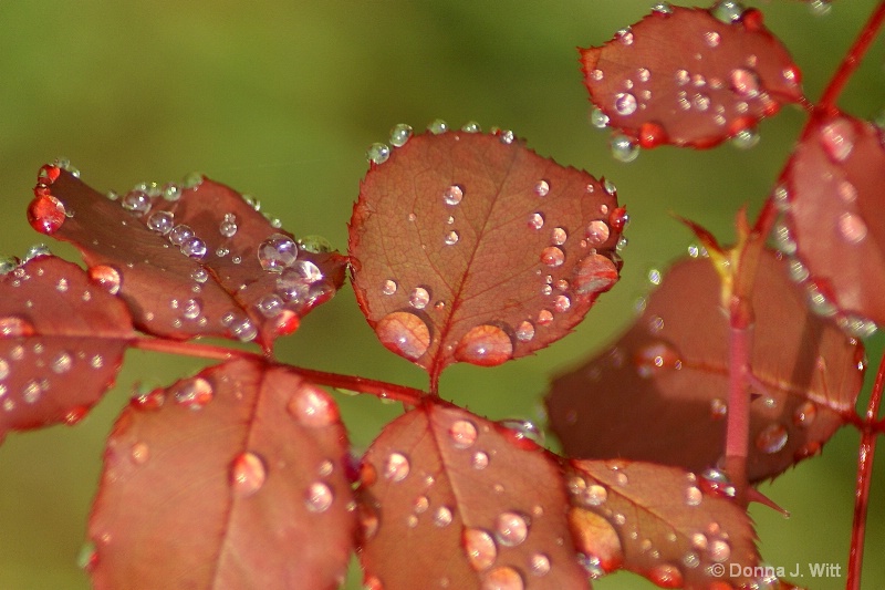 Dew On Rose Leaves