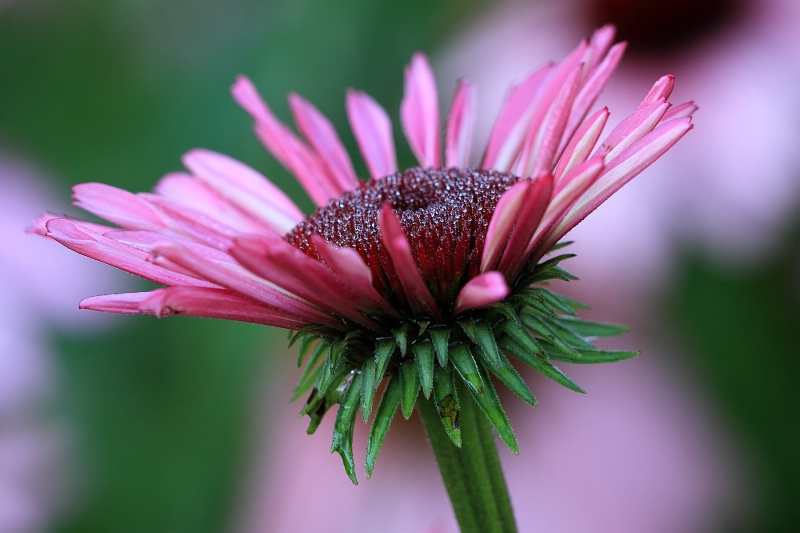 Dewey Cone Flower