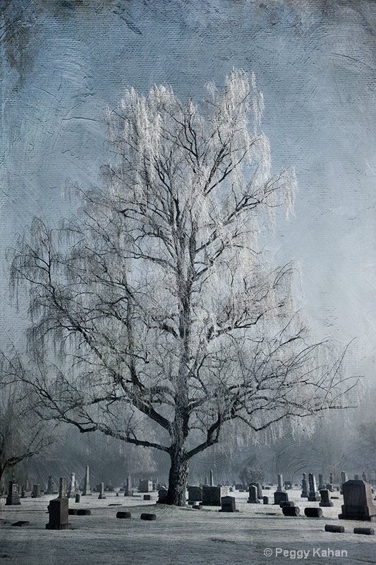 Frosted Tree