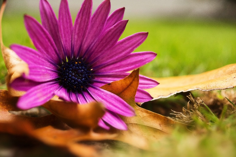 Pink Osteospermum