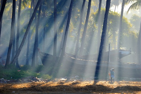 Rays of Morning