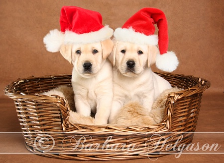 Christmas puppies