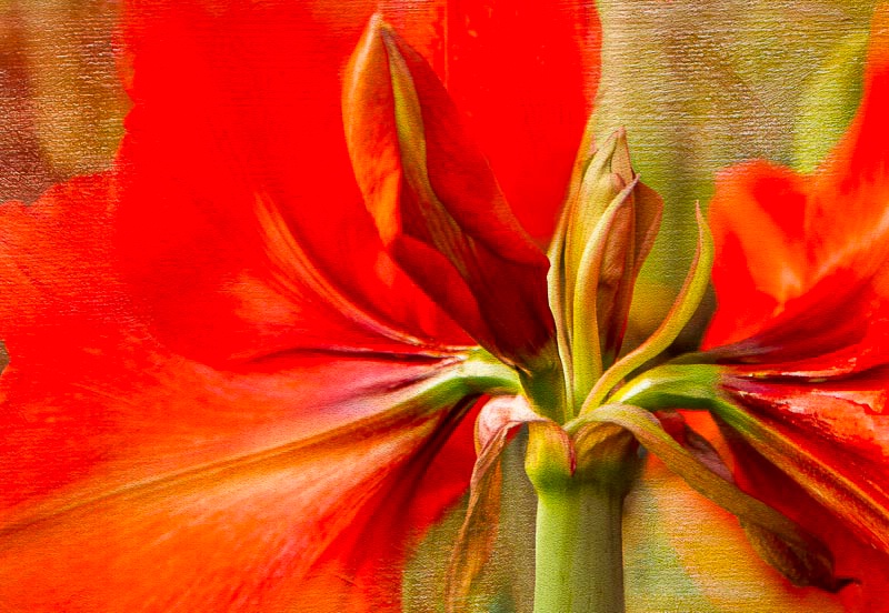 Amaryllis Splendour - ID: 14295449 © Marilyn Cornwell