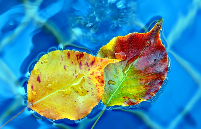 Leaves in the Fountain