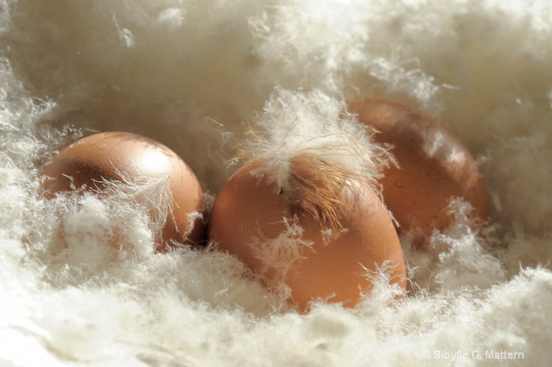 food series : soft eggs - ID: 14295586 © Sibylle G. Mattern